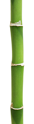 bambou400px