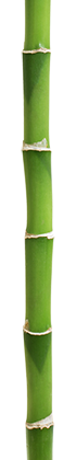bambou420px